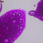 Em incrementale dil LUF E2